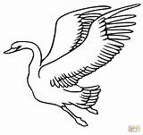 Swan Swans Schwan Cigni Cigno Fliegender Stampare Cygne Coloring4free Oiseau Kumpulan Angsa Mewarnai Kartun Fresco Vola Paud Lucu Schwäne Selvatico sketch template