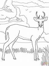 Deer Coloring Pages Whitetail Printable Tail Color Tailed Animal Nature Bird Drawing Colouring sketch template