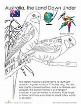 Rosella Coloring Australia Pages Australian Education Colouring Birds Eastern Designlooter Animals 453px 45kb sketch template
