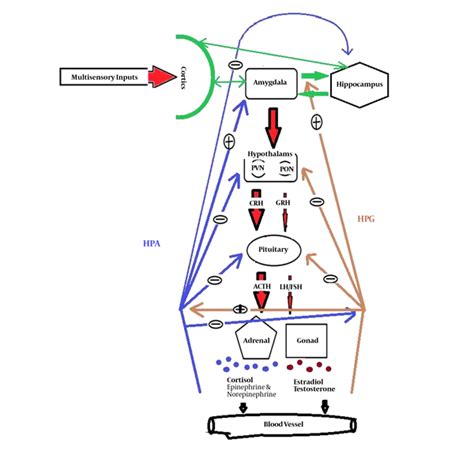 stress system and social interaction focusing on the