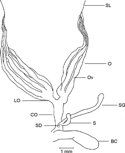 Female Internal Reproductive Organs Of A Sexually Immature