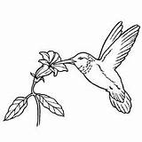 Ruby Throated Hummingbird Coloring Pages Getcolorings Birds sketch template