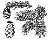 Tree Hemlock Drawing Getdrawings sketch template