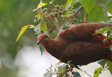 brown cuckoo dove birds  backyards
