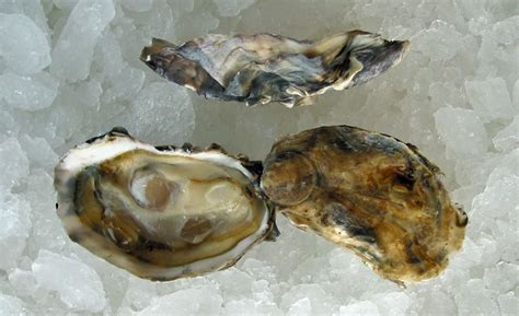 pin on oysters