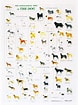 犬 系統図 に対する画像結果.サイズ: 78 x 105。ソース: www.amazon.co.jp