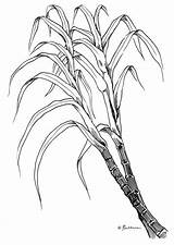 Sugarcane Cane Plant Draw Drawing Colouring Pages Drawings Sugarcan Stem Paintingvalley sketch template