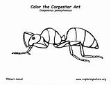 Ant Coloring Pages Carpenter Ants Kids Printable Clipart Insects Color Clip Library Exploringnature sketch template