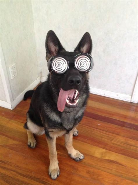 friends dog wearing wonka glasses pics
