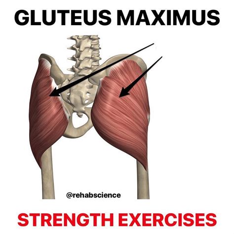 💥𝐆𝐥𝐮𝐭𝐞𝐮𝐬 𝐌𝐚𝐱𝐢𝐦𝐮𝐬💥 ——— 👣gluteus maximus gm is the largest and most