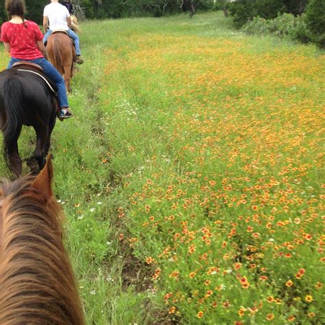 hollow tree ranch  braunfels