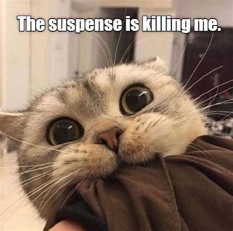 The Suspense Lolcats Lol Cat Memes Funny Cats Funny Cat