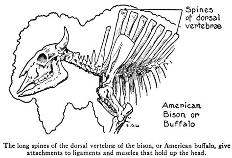 image result  bison head muscles head muscles bison american bison