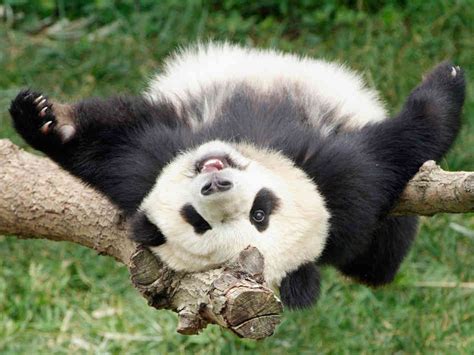 cute pandas pandas photo  fanpop