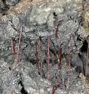 Afbeeldingsresultaten voor Rode draadworm. Grootte: 176 x 185. Bron: www.marinespecies.org