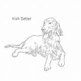 Setter Dogbreedslist Breeds sketch template
