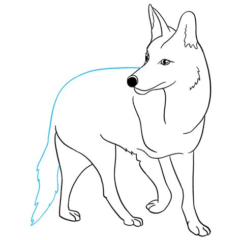 draw  coyote  easy drawing tutorial