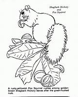 Nature Coloring Pages Scenes Kids Advanced Library Printable Drawing Clipart Category Print Haired Domestic Cat Short Getdrawings sketch template