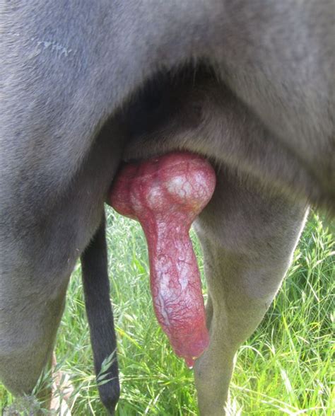 great dane penis fully out