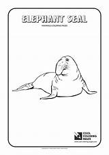 Coloring Seal Pages Elephant Cool Print Library sketch template