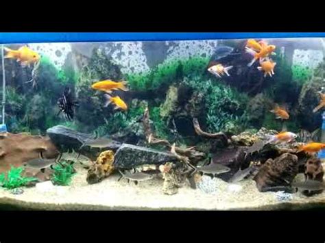 beautiful fish youtube