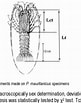 Afbeeldingsresultaten voor Palinurus mauritanicus Anatomie. Grootte: 81 x 103. Bron: www.semanticscholar.org
