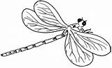 Libellula Colorare Disegno Libellule Dragonfly sketch template