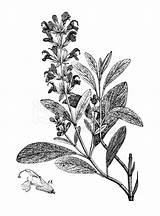 Salbei Salvia Botanical Import sketch template