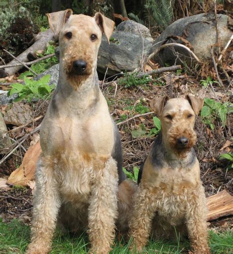 airedale terrier outdoors photo  wallpaper beautiful  airedale terrier outdoors pictures