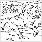 Loup Coloriage Loups Coloriages Wolves Imprimer Justcolor Pleine Amoureux Cri sketch template