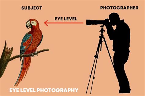 eye level photography   helps  improve images photographyaxis