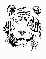 Coloring Pages Tiger Cute Clemson Library Clipart Illustration Popular Template Paw sketch template