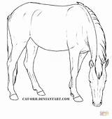 Coloring Mustang Pages Mare Horse Printable Horses Colouring Kids Drawing Cute Drawings Paarden Nature Adult Choose Super Board sketch template