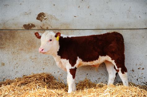 polled hereford fabbherd hereford cattle cattle hereford