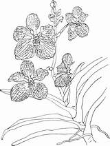 Orchid Coloring Vanda Pages Coerulea Blue Orchids Printable Drawing Flower Color Flowers Clipart Supercoloring Categories Animals Popular Choose Board Adult sketch template