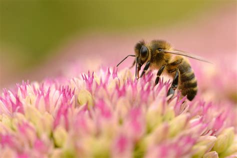 westliche honigbiene nicht nur ein honigproduzent das tierlexikonde