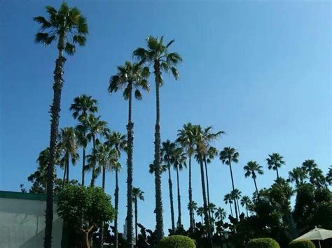 palm trees in anaheim california across from disneyland paradise anaheim california palm