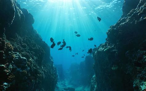surprising facts   ocean floor greentumble