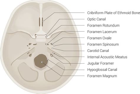 anatomy head  neck foramen spinosum article statpearls