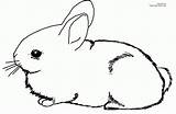 Coloring Bunny Baby Pages Popular sketch template