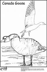 Coloring Goose Pages Geese Migration Canada Color Too Formation sketch template