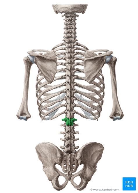 Lumbar Vertebrae Anatomy And Clinical Aspects Kenhub