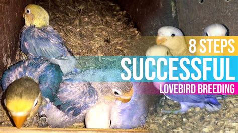 8 Steps To Successful Lovebird Breeding Lovebird Breeding Tips And