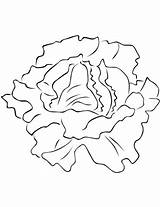 Lettuce Coloring Pages Printable Template Leaf Drawing Categories Getdrawings sketch template