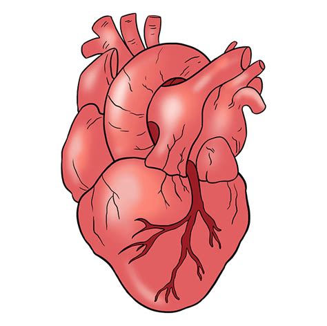 draw  human heart  easy drawing tutorial