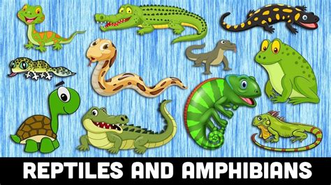 reptiles  kids learn reptiles  amphibians animals names
