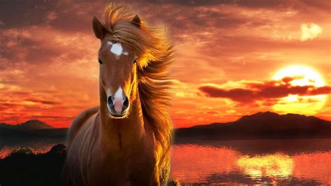 horse wallpapers top   horse backgrounds