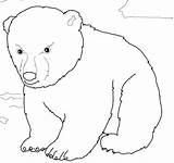 Coloring Bear Polar Pages Cub Color Cute Printable Face Supercoloring Getcolorings Print 1024px 1088 07kb sketch template