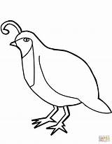 Quail Coloring Manna Clipart Pages Getdrawings Printable Clipartmag Getcolorings Quails sketch template