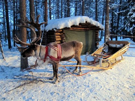 Reindeer Sleigh Ride Kuusamo Lapland Flickr Photo Sharing